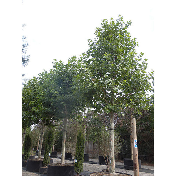 Platanus x hispanica