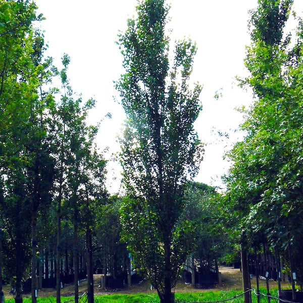 Populus nigra 'Italica'