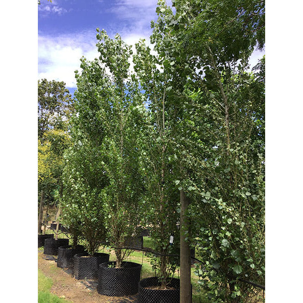 Populus nigra 'Italica'