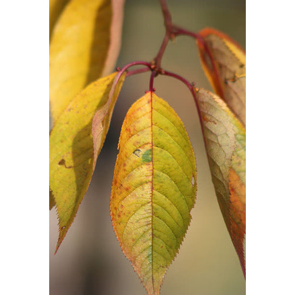 Prunus 'Accolade'