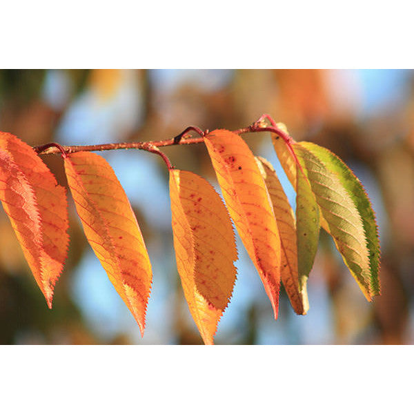 Prunus 'Accolade'