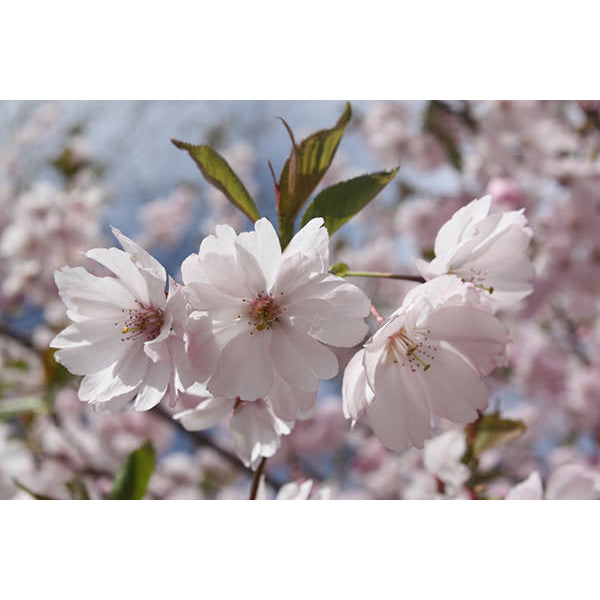 Prunus 'Accolade'