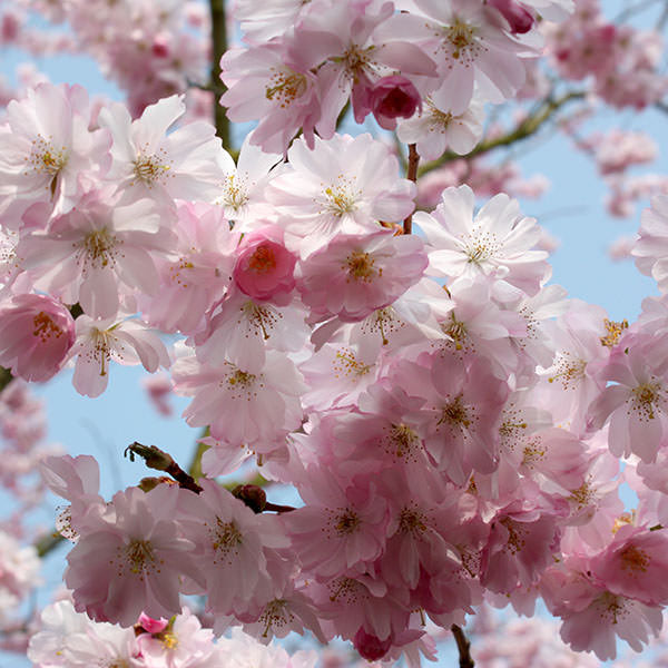 Prunus 'Accolade'
