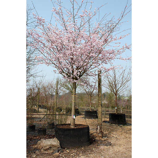 Prunus 'Accolade'