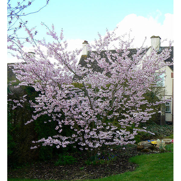 Prunus 'Accolade'