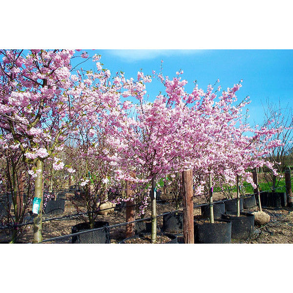 Prunus 'Accolade'