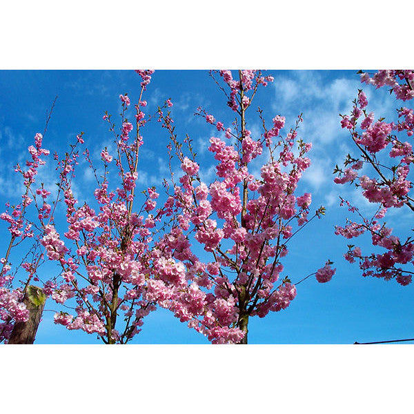 Prunus 'Accolade'