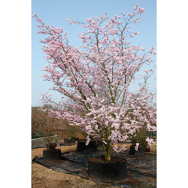 Prunus 'Accolade'