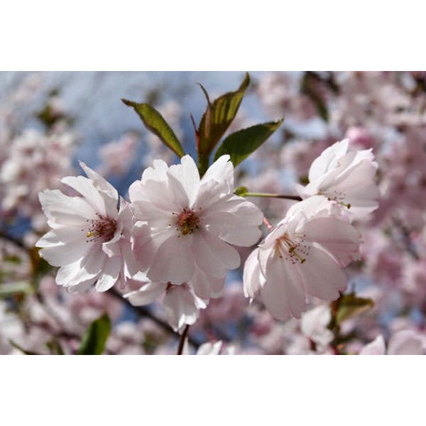 Prunus 'Accolade'