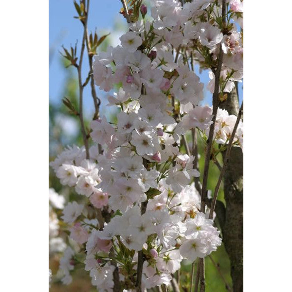 Prunus 'Amanogawa'