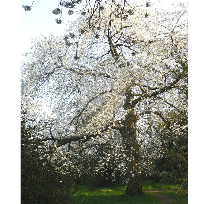 Prunus avium