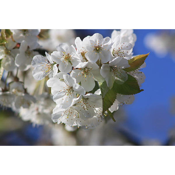 Prunus avium