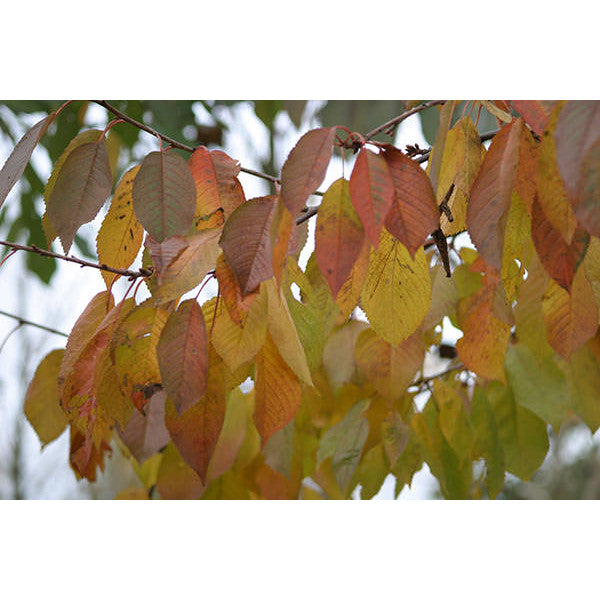 Prunus avium