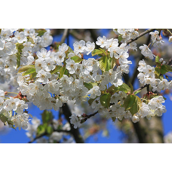 Prunus avium