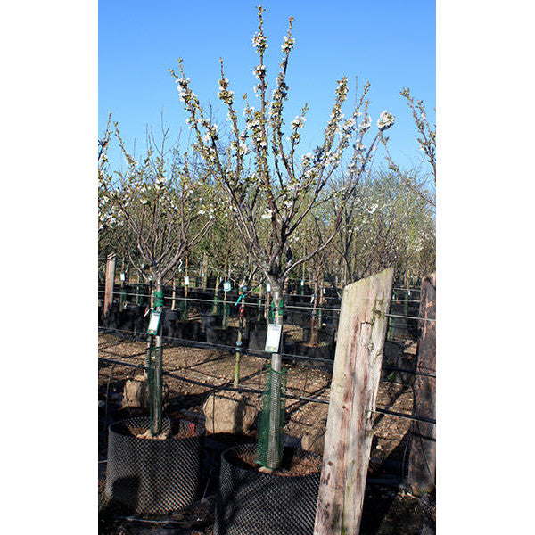 Prunus avium 'Bigarreau Burlat'