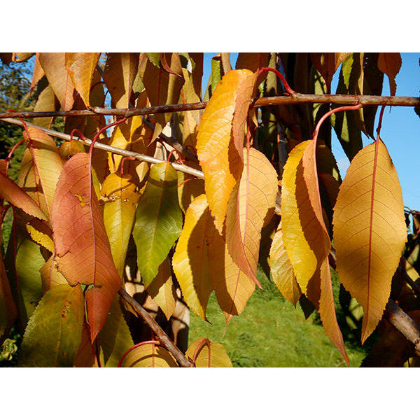 Prunus avium 'Bigarreau Burlat'