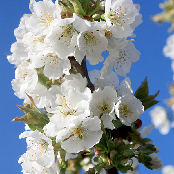 Prunus avium 'Bigarreau Burlat'