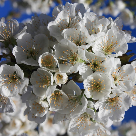 Prunus avium 'Bigarreau Napoléon'