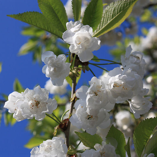 Prunus avium 'Plena'