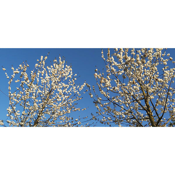 Prunus avium 'Plena'