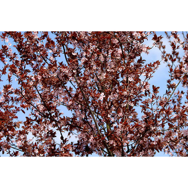 Prunus cerasifera 'Nigra'