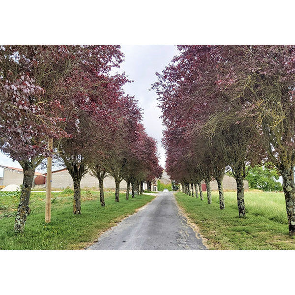 Prunus cerasifera 'Nigra'