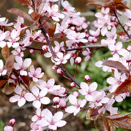 Prunus cerasifera 'Nigra'