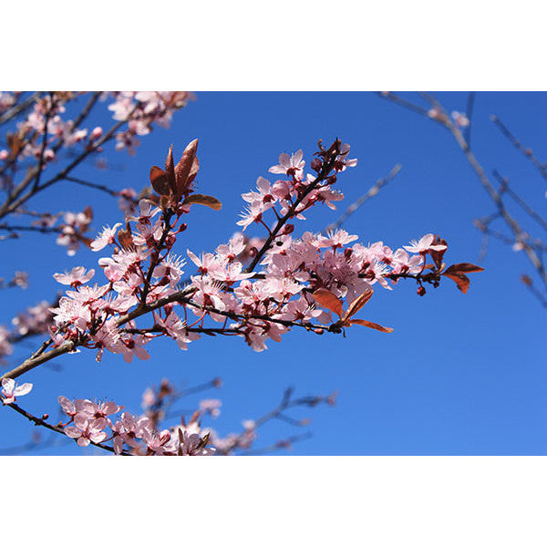 Prunus cerasifera 'Nigra'