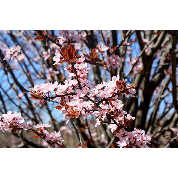 Prunus cerasifera 'Nigra'