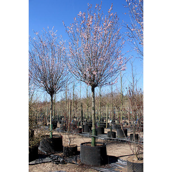 Prunus cerasifera 'Nigra'