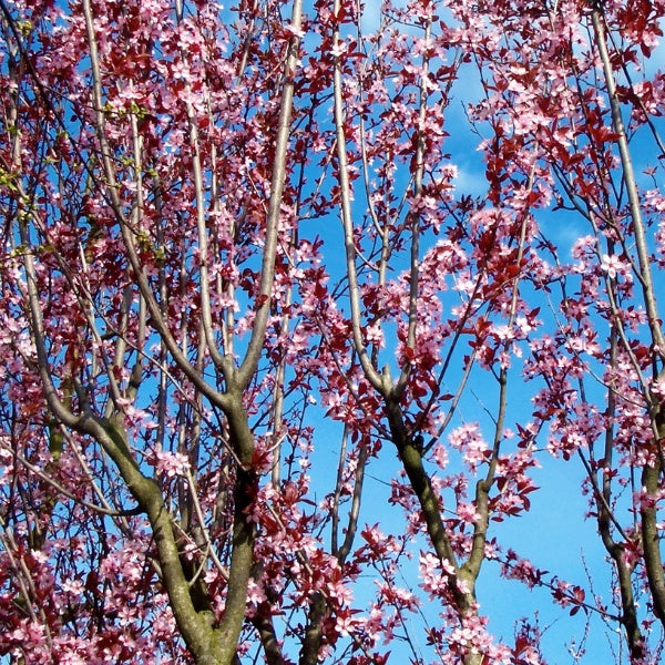Prunus cerasifera 'Pissardii'