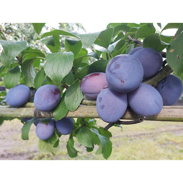 Prunus d. 'Hauszwetsche'