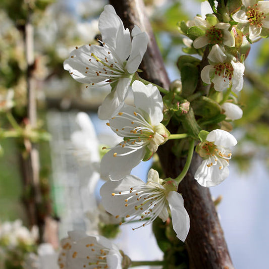 Prunus d. 'Regina Claudia'