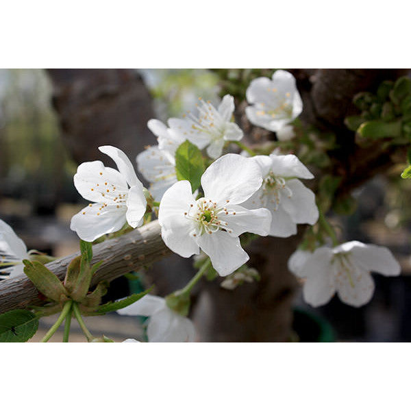 Prunus d. 'Regina Claudia'