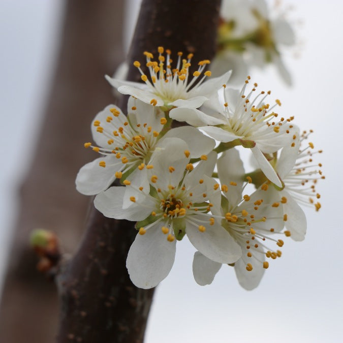 Prunus domestica 'Stanley'