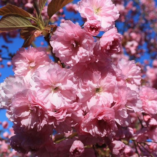 Prunus 'Kanzan'