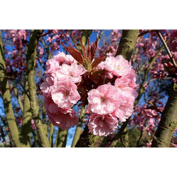 Prunus 'Kanzan'