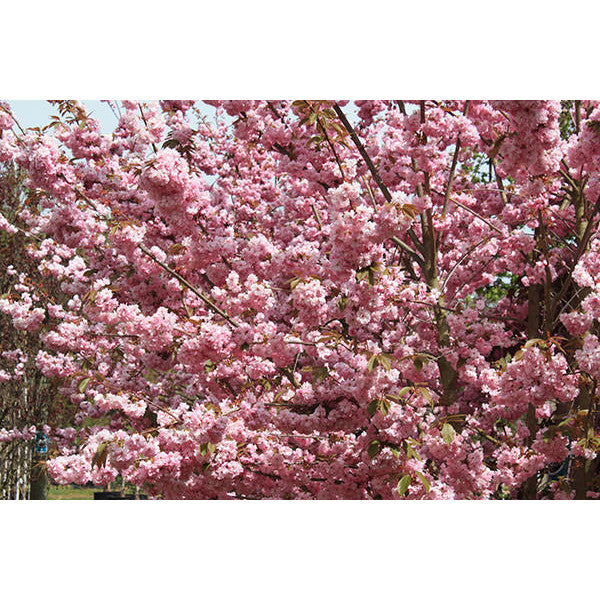 Prunus 'Kanzan'