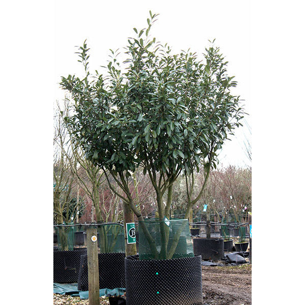 Prunus laurocerasus 'Caucasica'