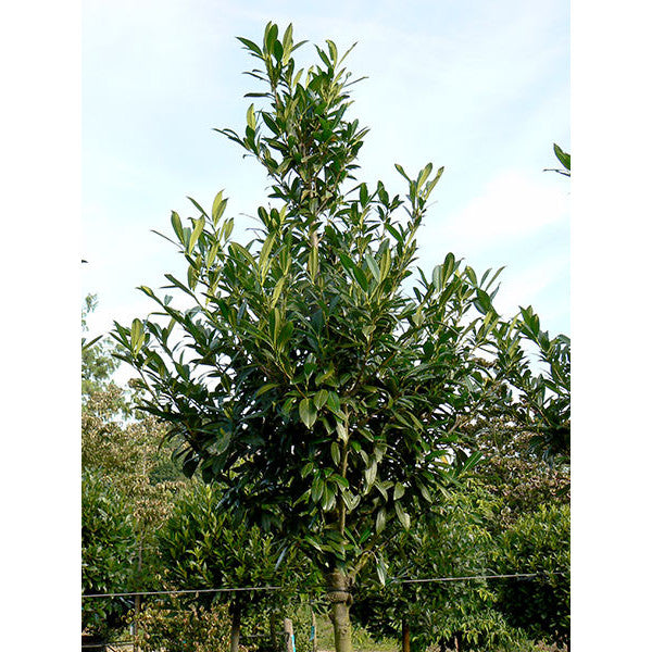 Prunus laurocerasus 'Caucasica'