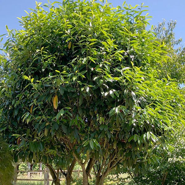 Prunus laurocerasus 'Caucasica'