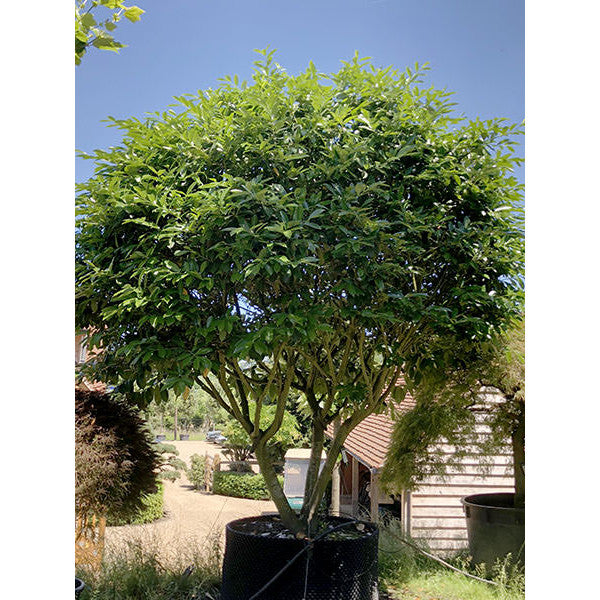 Prunus laurocerasus 'Caucasica'