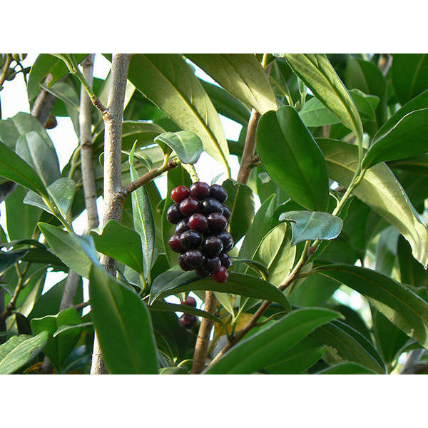 Prunus laurocerasus 'Caucasica'