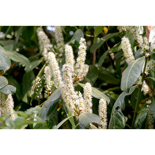 Prunus laur. 'Caucasica' (Hedging)