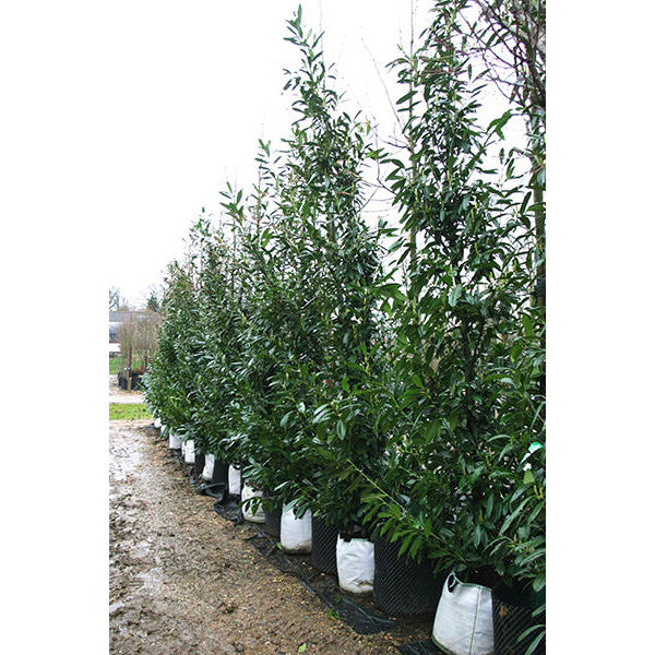 Prunus laur. 'Caucasica' (Hedging)