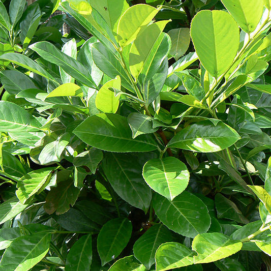 Prunus laurocerasus 'Rotundifolia'