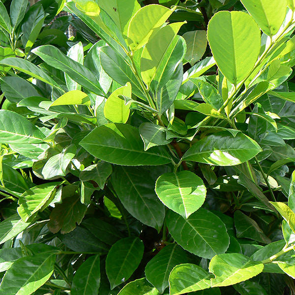 Prunus laur. 'Rotundifolia' (Hedging)