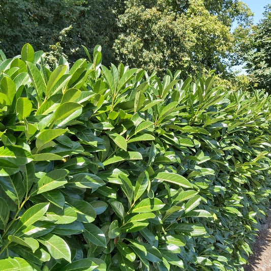 Prunus laur. 'Rotundifolia' (Hedging)