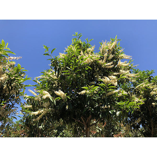 Prunus lusitanica 'Myrtifolia' (Hedging)