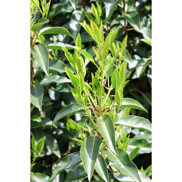 Prunus lusitanica 'Myrtifolia' (Hedging)